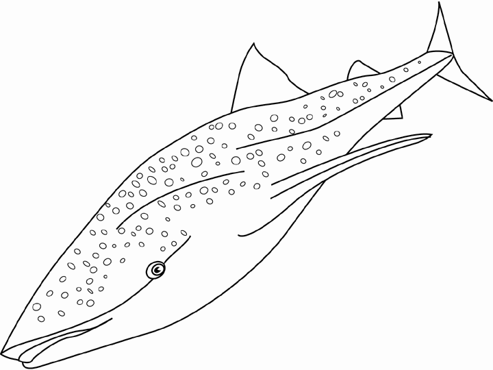 ぬりえページ: 鮫 (動物) #14808 - 無料の印刷可能なぬりえページ