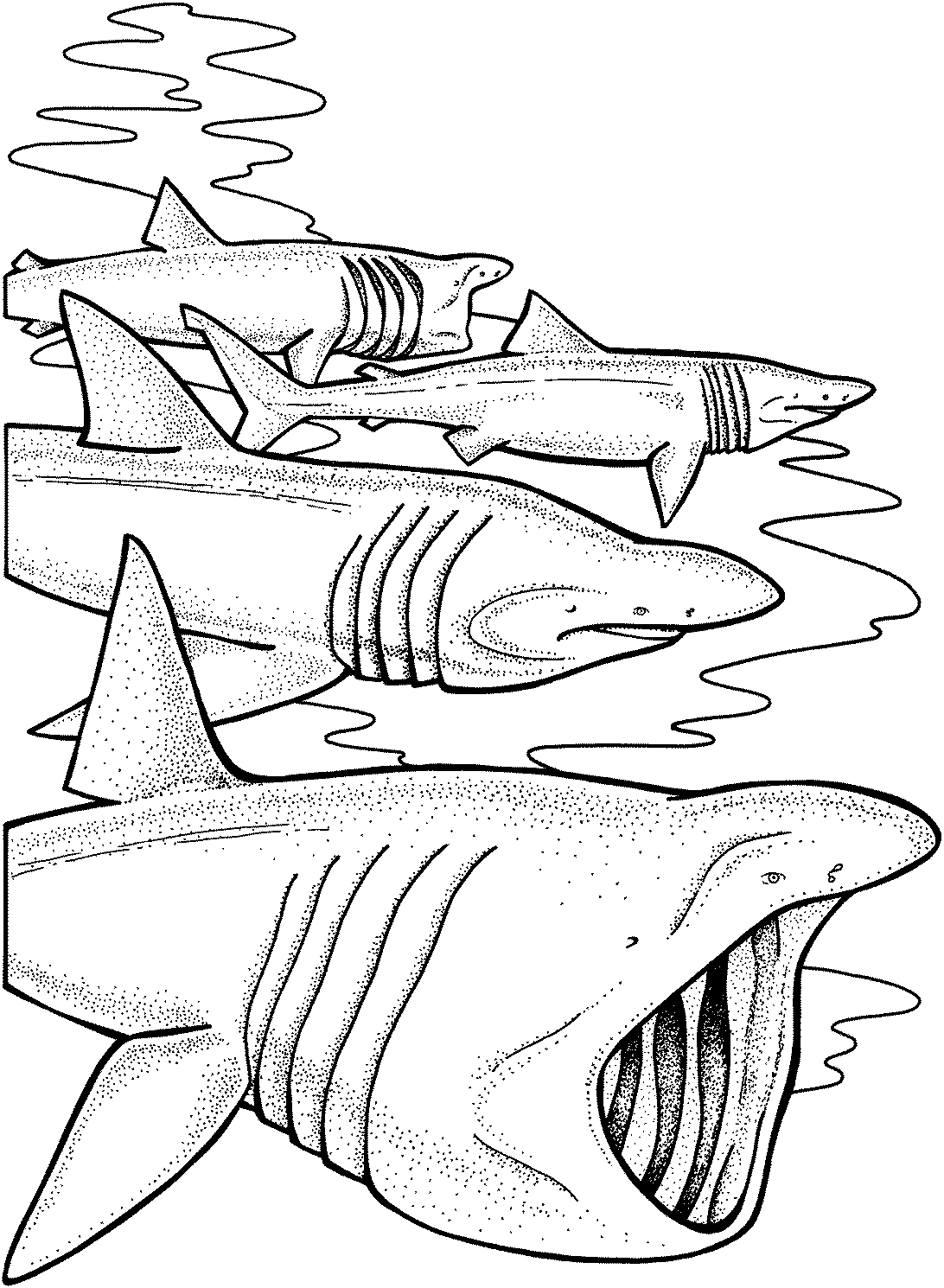 ぬりえページ: 鮫 (動物) #14902 - 無料の印刷可能なぬりえページ