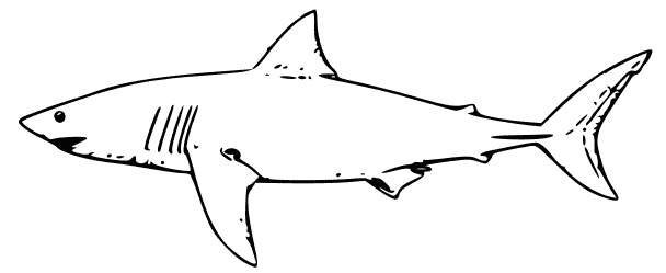 ぬりえページ: 鮫 (動物) #14910 - 無料の印刷可能なぬりえページ