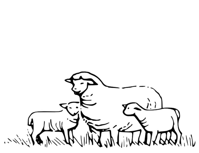 ぬりえページ: 羊 (動物) #11415 - 無料の印刷可能なぬりえページ