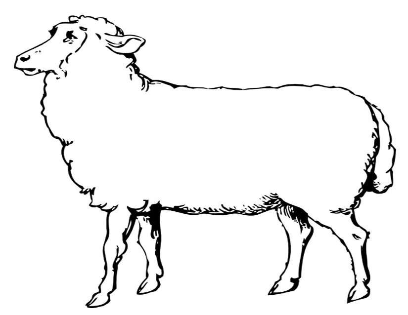 ぬりえページ: 羊 (動物) #11452 - 無料の印刷可能なぬりえページ