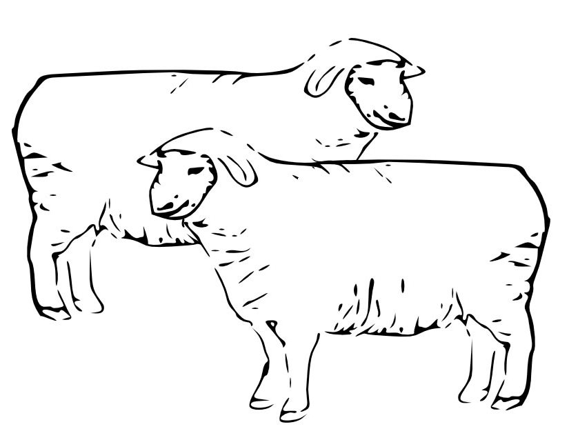 ぬりえページ: 羊 (動物) #11476 - 無料の印刷可能なぬりえページ