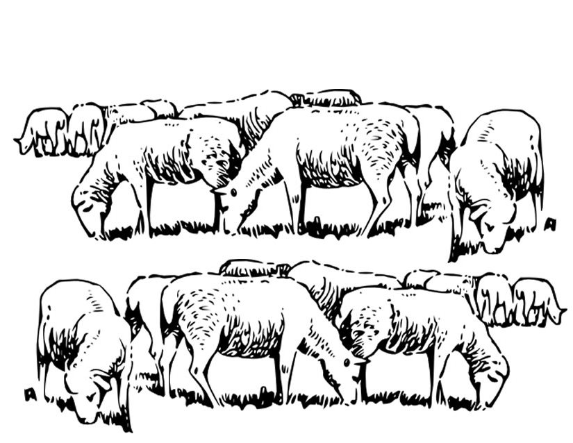 ぬりえページ: 羊 (動物) #11504 - 無料の印刷可能なぬりえページ
