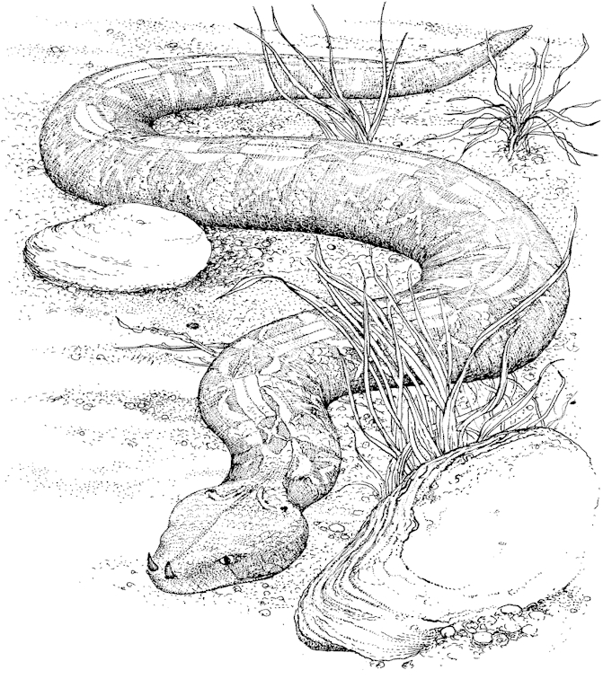 ぬりえページ: 蛇 (動物) #14355 - 無料の印刷可能なぬりえページ