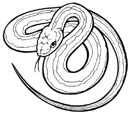 ぬりえページ: 蛇 (動物) #14361 - 無料の印刷可能なぬりえページ