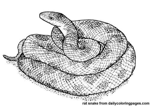 ぬりえページ: 蛇 (動物) #14428 - 無料の印刷可能なぬりえページ