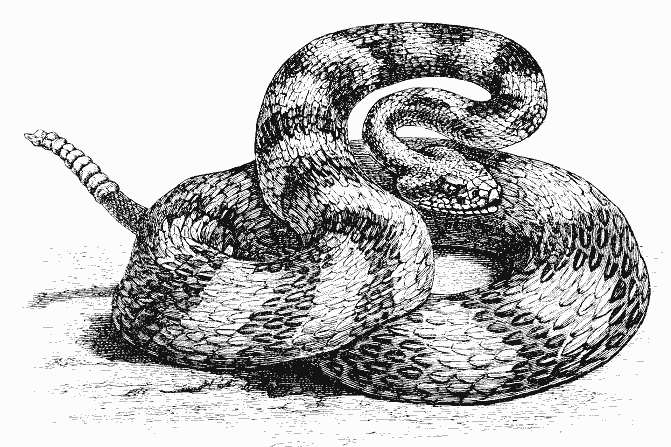 ぬりえページ: 蛇 (動物) #14454 - 無料の印刷可能なぬりえページ