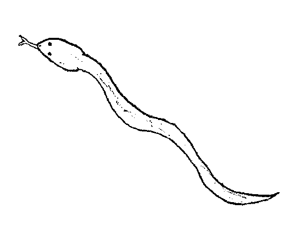 ぬりえページ: 蛇 (動物) #14522 - 無料の印刷可能なぬりえページ