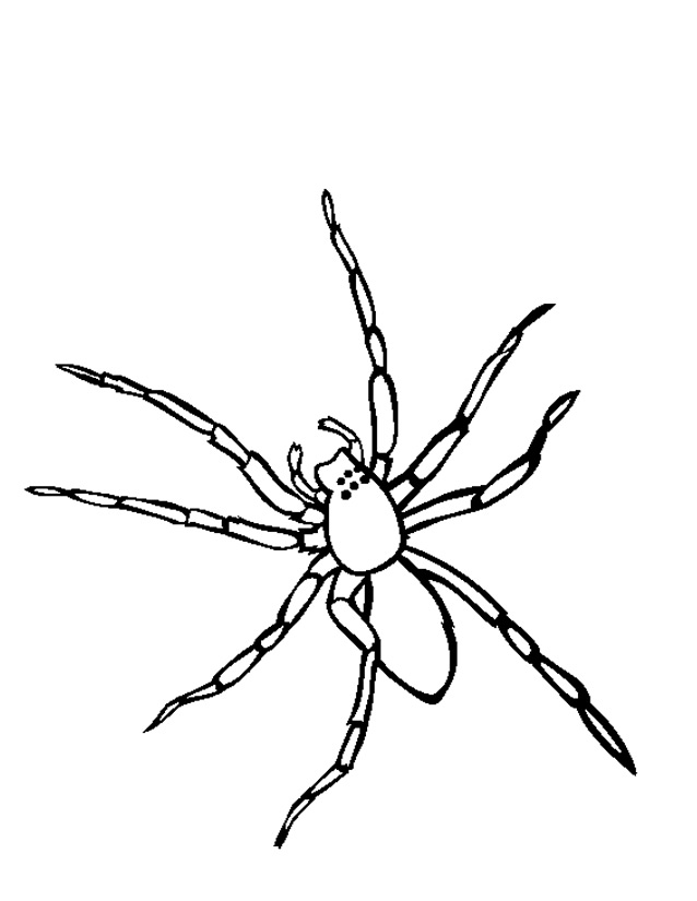 ぬりえページ: クモ (動物) #576 - 無料の印刷可能なぬりえページ