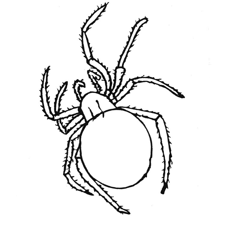 ぬりえページ: クモ (動物) #577 - 無料の印刷可能なぬりえページ