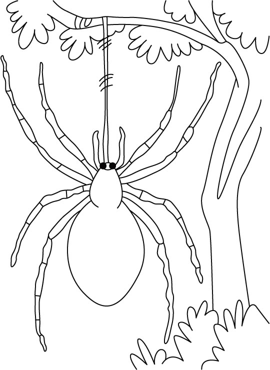 ぬりえページ: クモ (動物) #636 - 無料の印刷可能なぬりえページ
