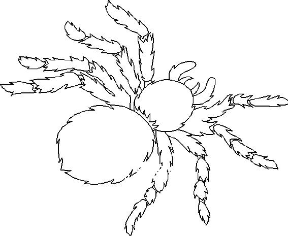 ぬりえページ: クモ (動物) #670 - 無料の印刷可能なぬりえページ