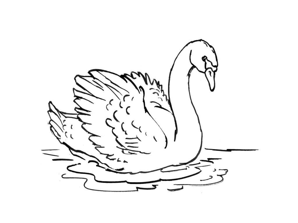 ぬりえページ: 白鳥 (動物) #4992 - 無料の印刷可能なぬりえページ
