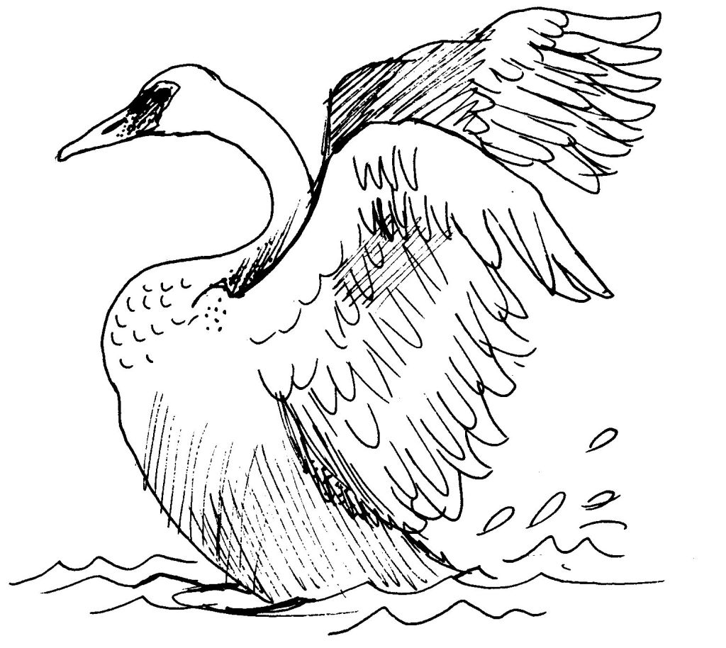 ぬりえページ: 白鳥 (動物) #5083 - 無料の印刷可能なぬりえページ