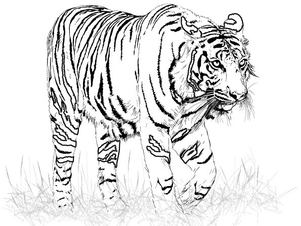 ぬりえページ: 虎 (動物) #13599 - 無料の印刷可能なぬりえページ