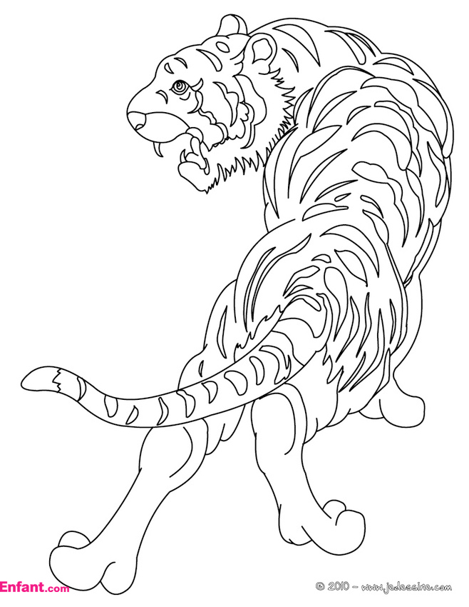 ぬりえページ: 虎 (動物) #13600 - 無料の印刷可能なぬりえページ