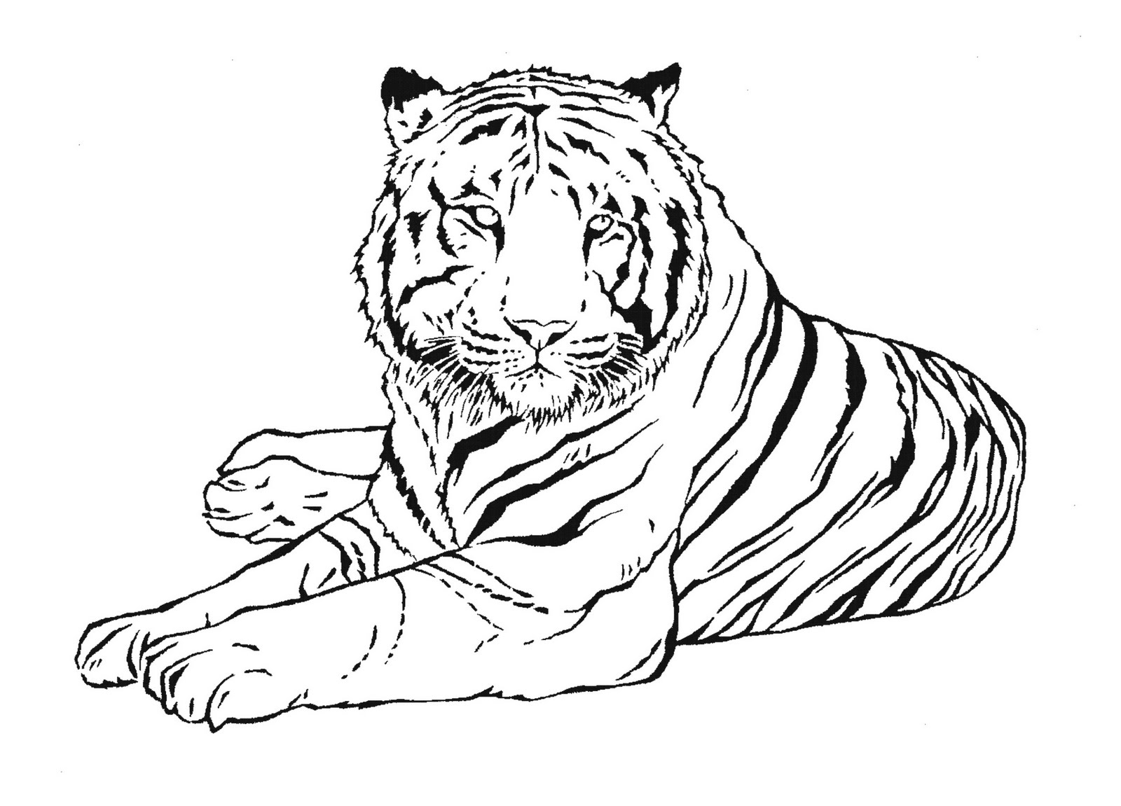 ぬりえページ: 虎 (動物) #13601 - 無料の印刷可能なぬりえページ