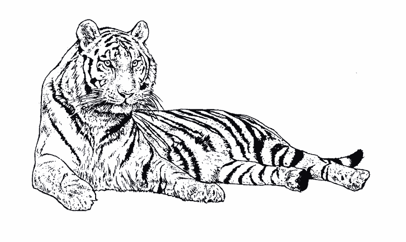 ぬりえページ: 虎 (動物) #13607 - 無料の印刷可能なぬりえページ