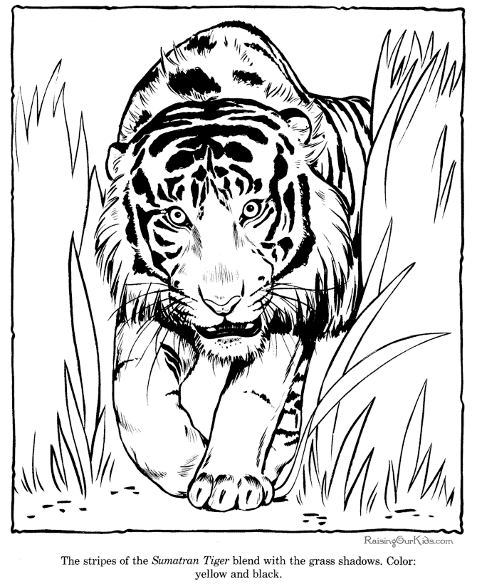 ぬりえページ: 虎 (動物) #13664 - 無料の印刷可能なぬりえページ