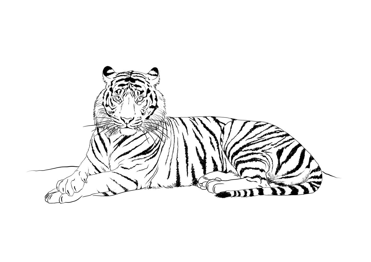 ぬりえページ: 虎 (動物) #13676 - 無料の印刷可能なぬりえページ