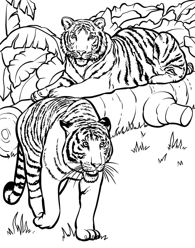 ぬりえページ: 虎 (動物) #13726 - 無料の印刷可能なぬりえページ