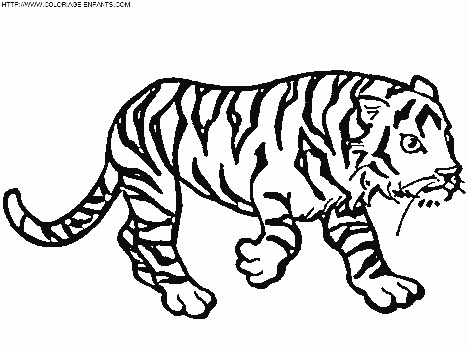 ぬりえページ: 虎 (動物) #13781 - 無料の印刷可能なぬりえページ