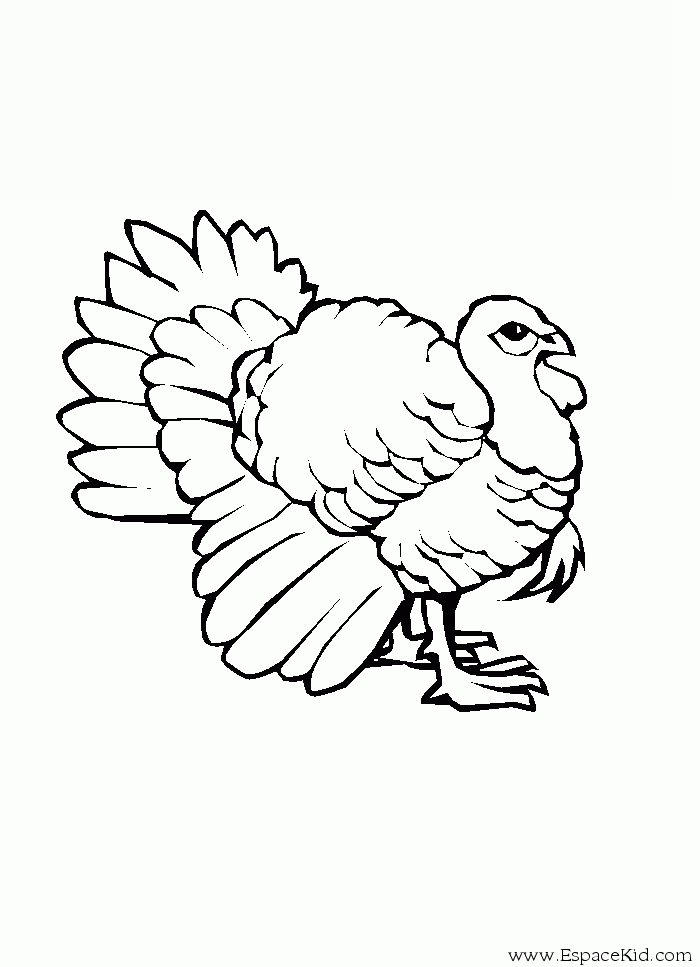 ぬりえページ: 七面鳥 (動物) #5330 - 無料の印刷可能なぬりえページ
