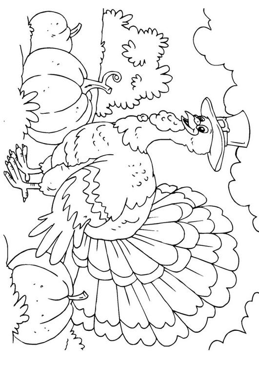 ぬりえページ: 七面鳥 (動物) #5341 - 無料の印刷可能なぬりえページ