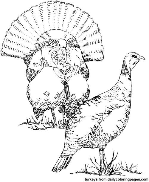 ぬりえページ: 七面鳥 (動物) #5382 - 無料の印刷可能なぬりえページ