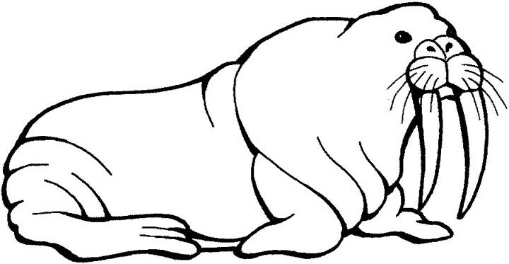 ぬりえページ: セイウチ (動物) #16495 - 無料の印刷可能なぬりえページ