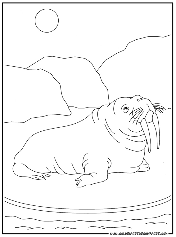 ぬりえページ: セイウチ (動物) #16568 - 無料の印刷可能なぬりえページ