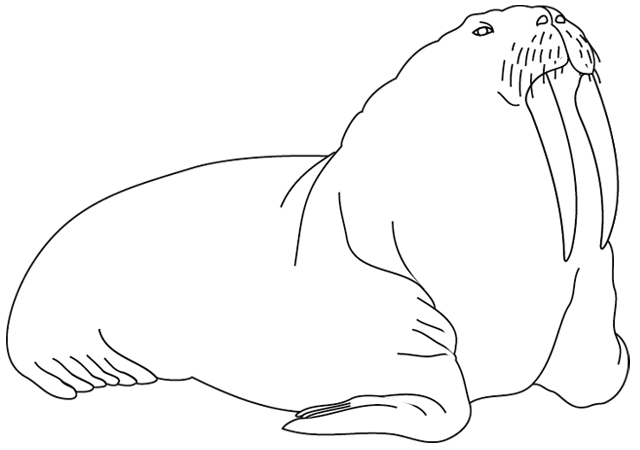 ぬりえページ: セイウチ (動物) #16575 - 無料の印刷可能なぬりえページ
