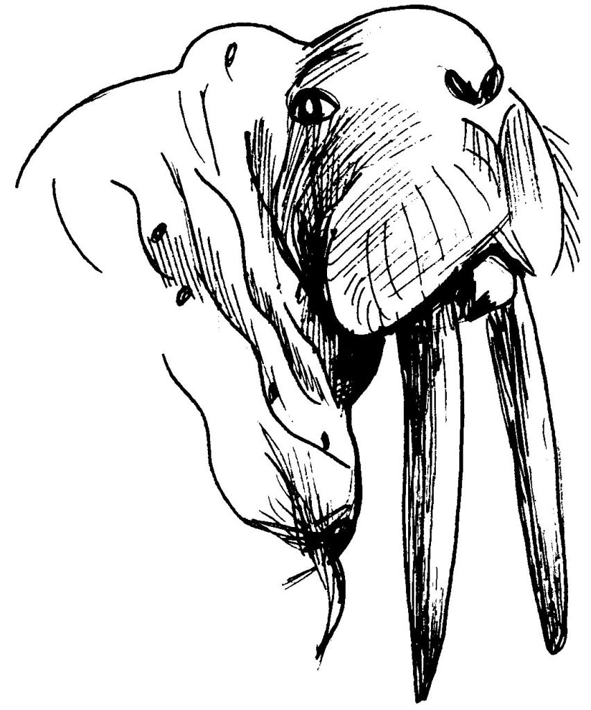 ぬりえページ: セイウチ (動物) #16592 - 無料の印刷可能なぬりえページ