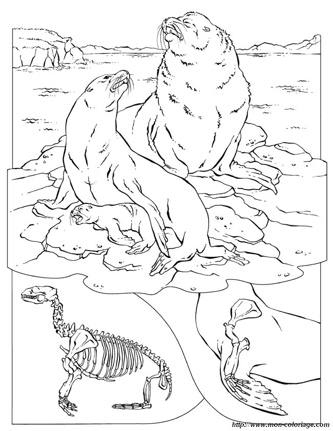ぬりえページ: セイウチ (動物) #16606 - 無料の印刷可能なぬりえページ
