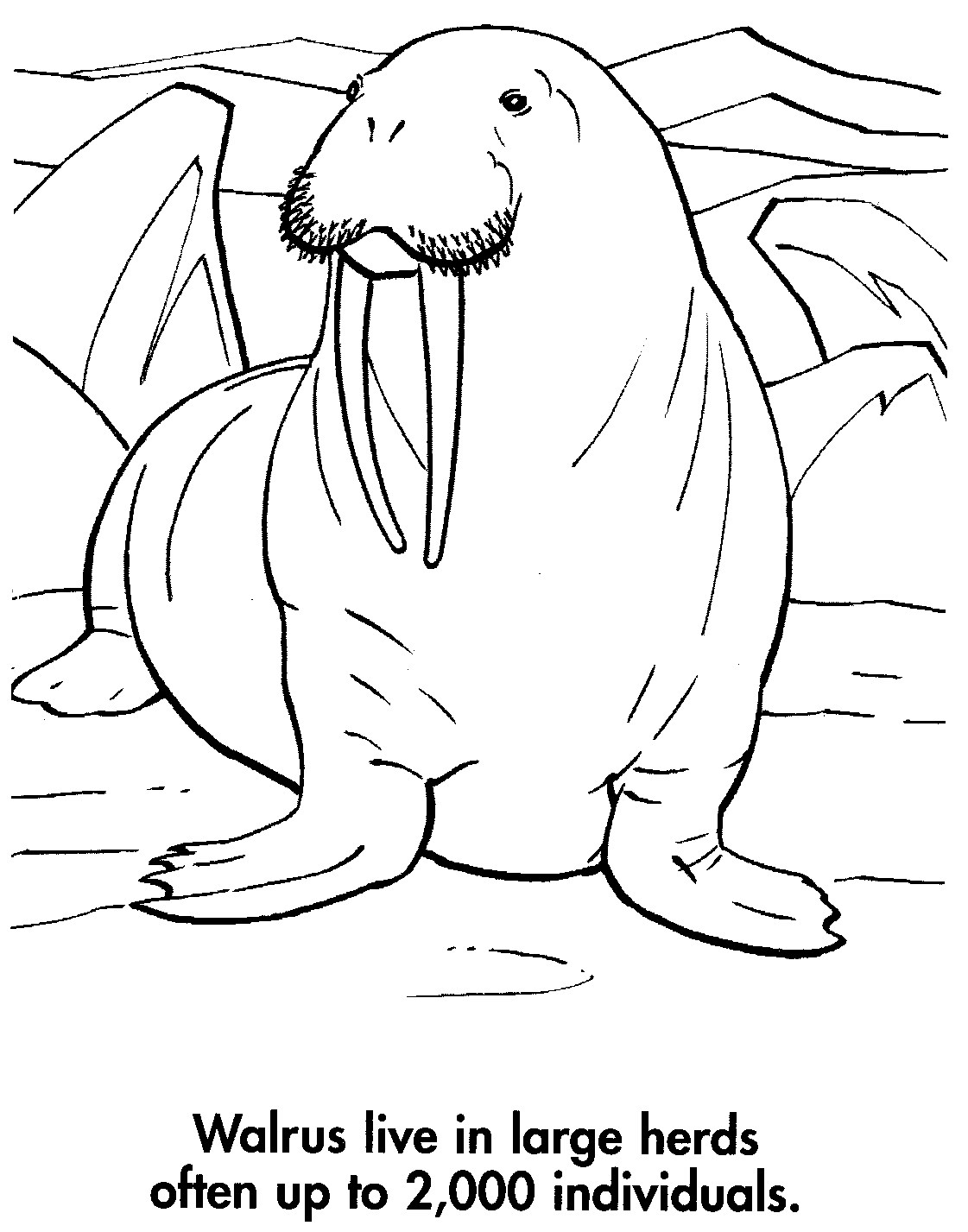 ぬりえページ: セイウチ (動物) #16632 - 無料の印刷可能なぬりえページ
