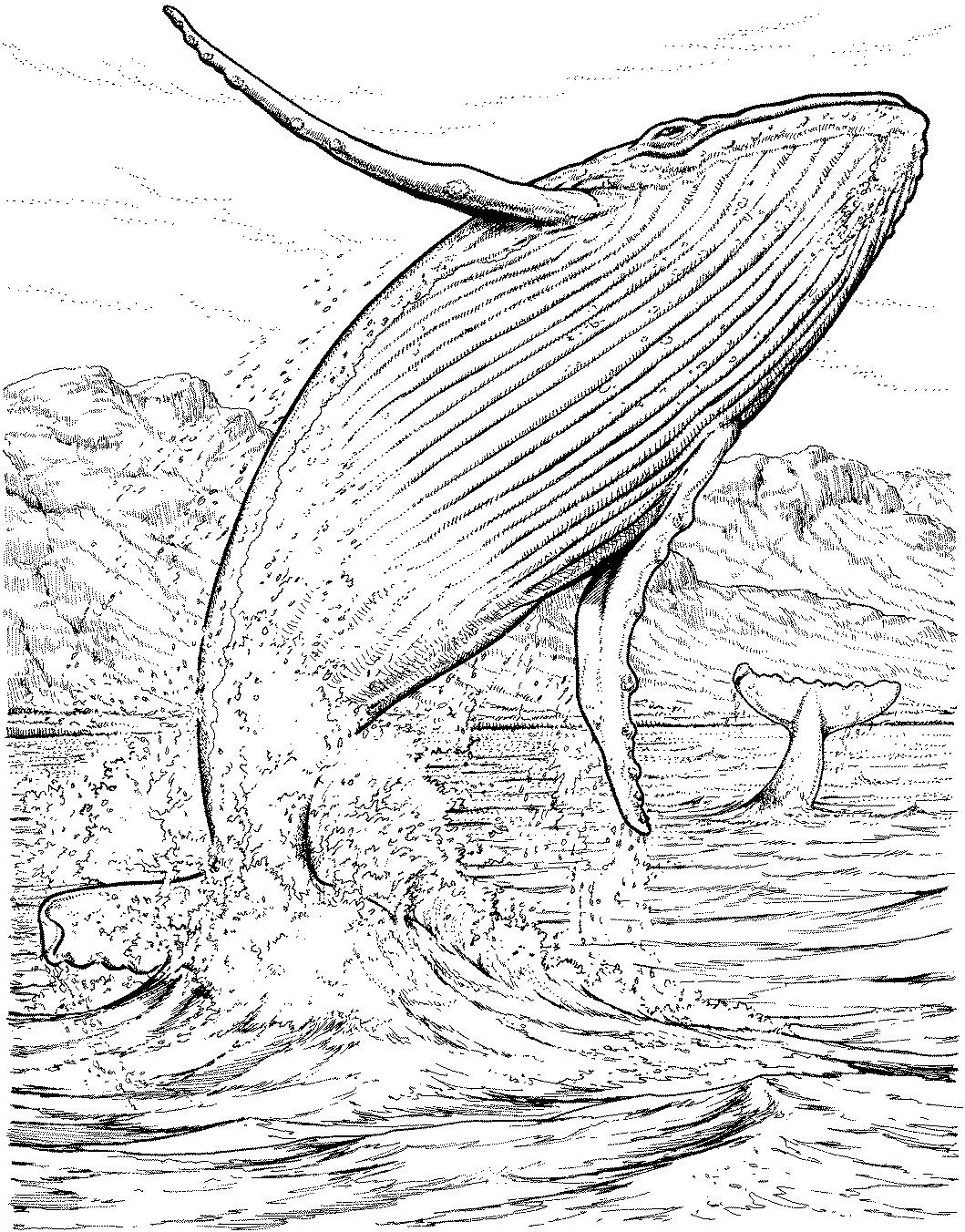 ぬりえページ: 鯨 (動物) #876 - 無料の印刷可能なぬりえページ