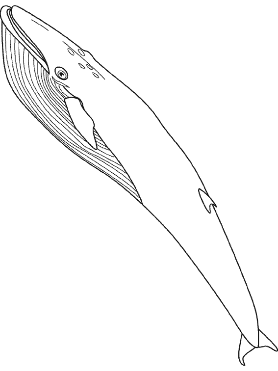 ぬりえページ: 鯨 (動物) #879 - 無料の印刷可能なぬりえページ