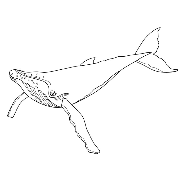 ぬりえページ: 鯨 (動物) #881 - 無料の印刷可能なぬりえページ