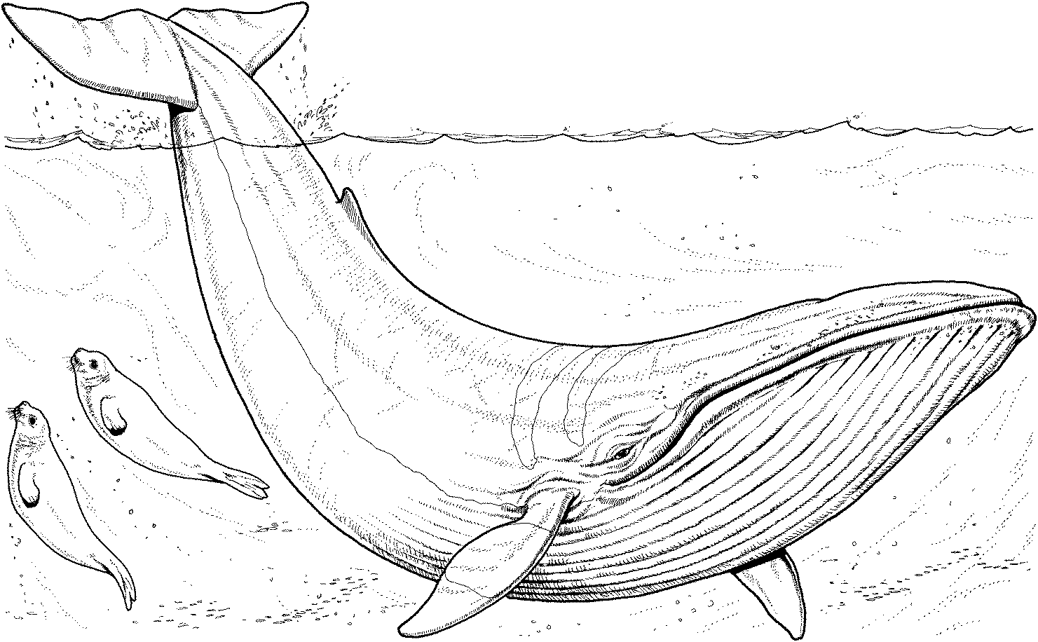 ぬりえページ: 鯨 (動物) #886 - 無料の印刷可能なぬりえページ