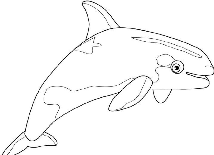 ぬりえページ: 鯨 (動物) #888 - 無料の印刷可能なぬりえページ