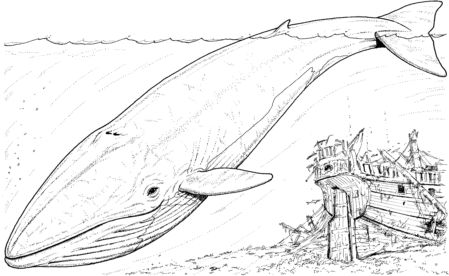 ぬりえページ: 鯨 (動物) #895 - 無料の印刷可能なぬりえページ