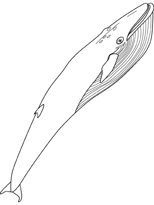 ぬりえページ: 鯨 (動物) #900 - 無料の印刷可能なぬりえページ