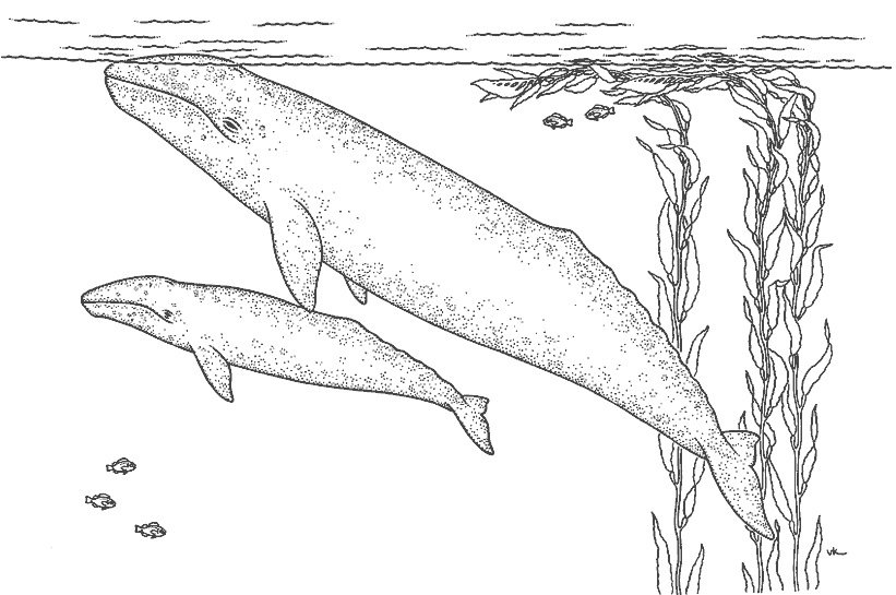ぬりえページ: 鯨 (動物) #901 - 無料の印刷可能なぬりえページ