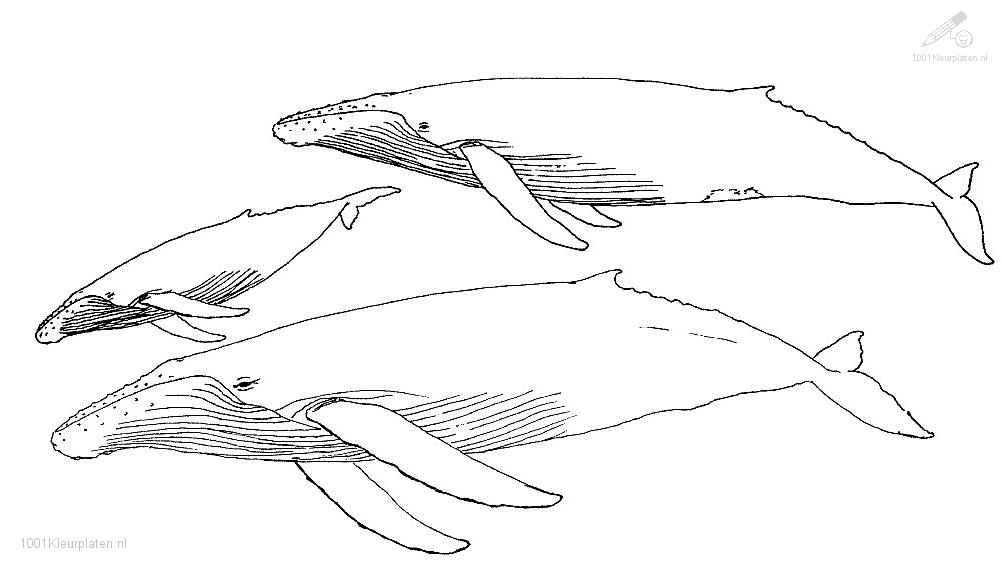 ぬりえページ: 鯨 (動物) #921 - 無料の印刷可能なぬりえページ