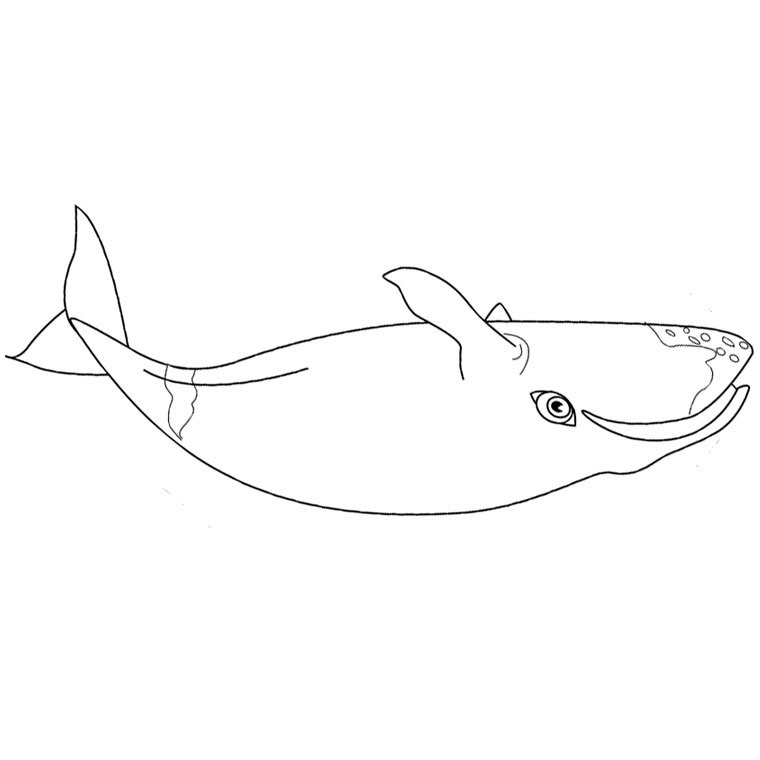 ぬりえページ: 鯨 (動物) #924 - 無料の印刷可能なぬりえページ