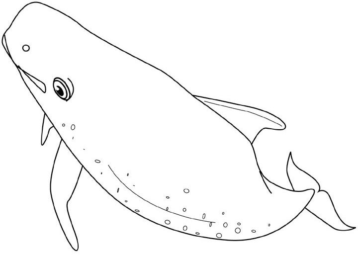 ぬりえページ: 鯨 (動物) #930 - 無料の印刷可能なぬりえページ