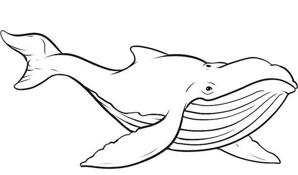 ぬりえページ: 鯨 (動物) #934 - 無料の印刷可能なぬりえページ