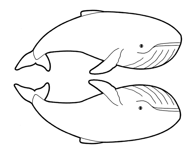 ぬりえページ: 鯨 (動物) #936 - 無料の印刷可能なぬりえページ