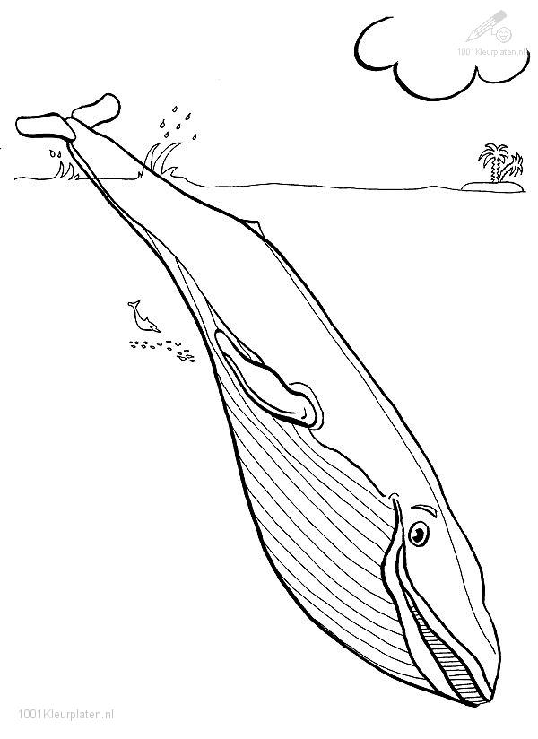 ぬりえページ: 鯨 (動物) #937 - 無料の印刷可能なぬりえページ