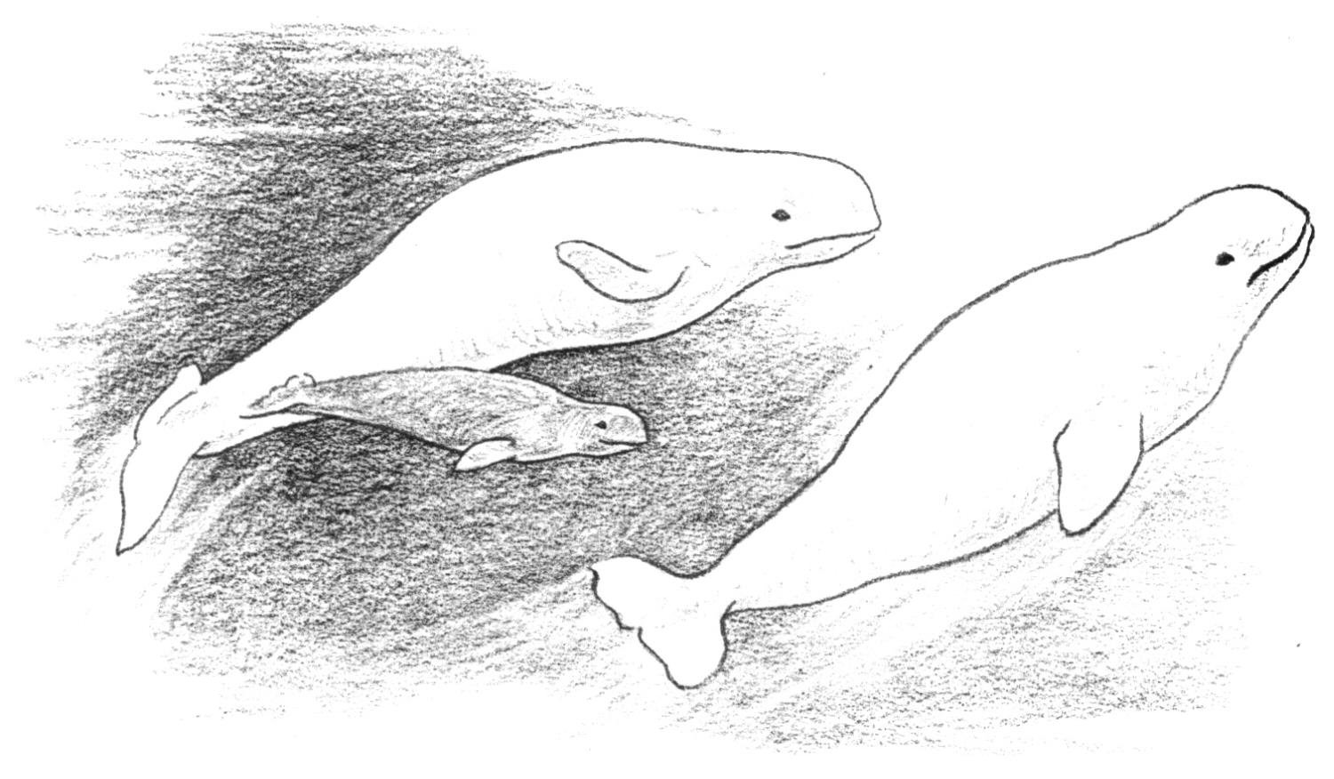 ぬりえページ: 鯨 (動物) #948 - 無料の印刷可能なぬりえページ